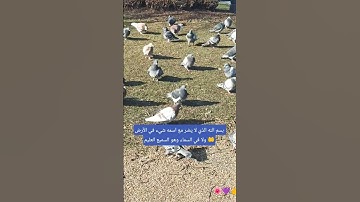 لا تغفل ولا تترك أذكار الصباح والمساء 👂👂#صلوا_على_النبي #اكسبلور