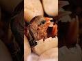 The chickens hatched | village life
