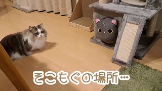 【猫】MOGU クッションにキャットタワーを乗っ取られたもぐ