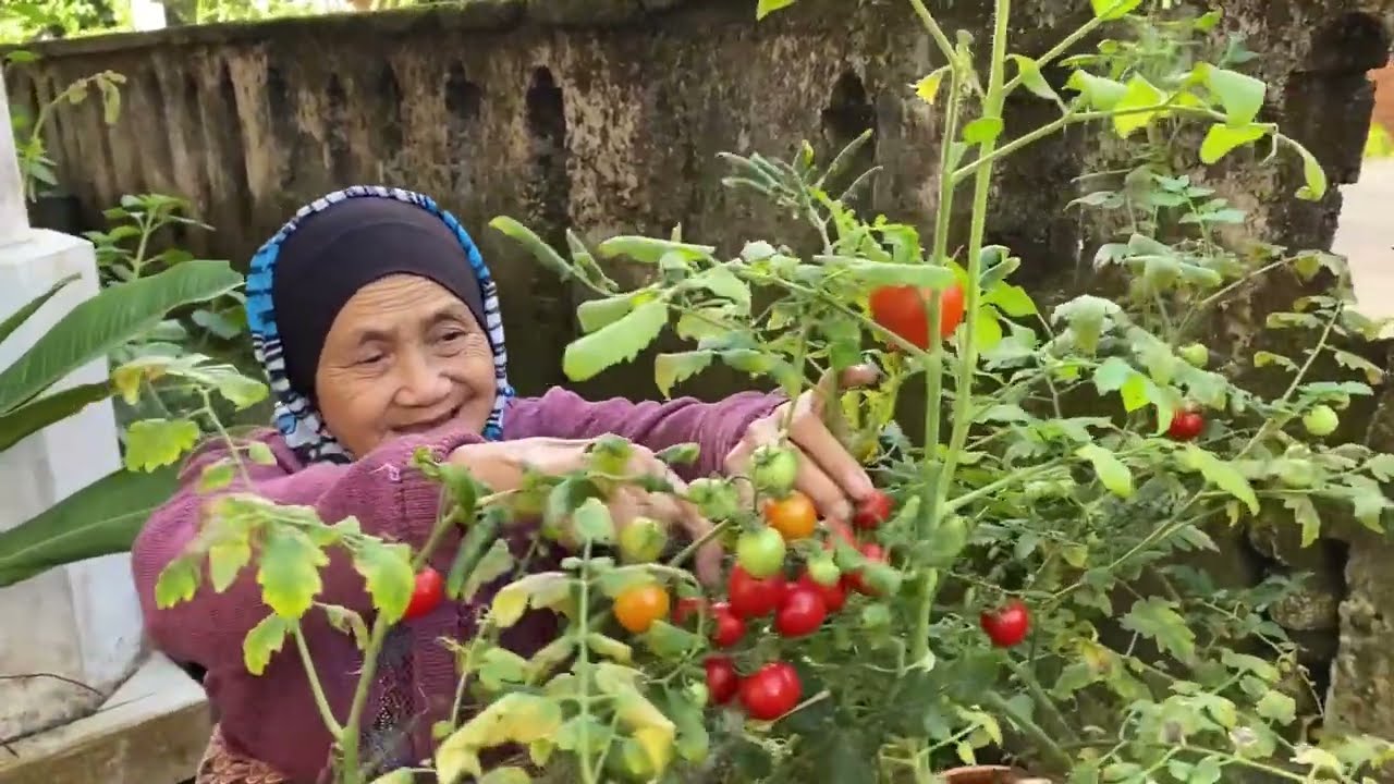 PANEN HASIL KEBUN DEPAN RUMAH & DI JADIKAN BUMBU PEPES IKAN
