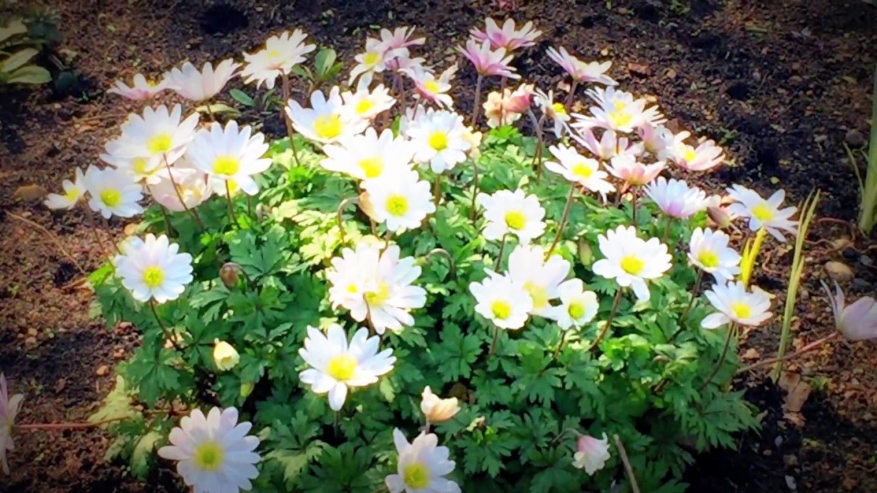 British Spring Blossoms - Clusters Of White Daisy Flowers #spring #
