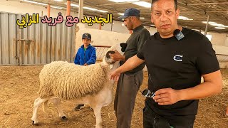 الجديد مع فريد المزابي بأحجام خيالية و أكباش ملكية