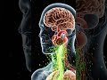 What Vaping Really Does Inside Your Body 💨. #3danimation #humanbody #vaping #smoking