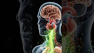 What Vaping Really Does Inside Your Body 💨. #3danimation #humanbody #vaping #smoking