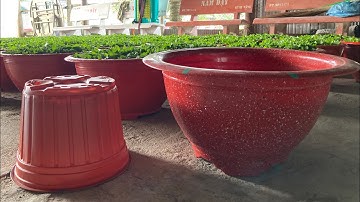 LỰA CHỌN CHẬU TRỒNG HOA CÚC PHA LÊ - TẾT XUÂN 2024