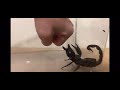 家畜のサソリに刺されてみた①