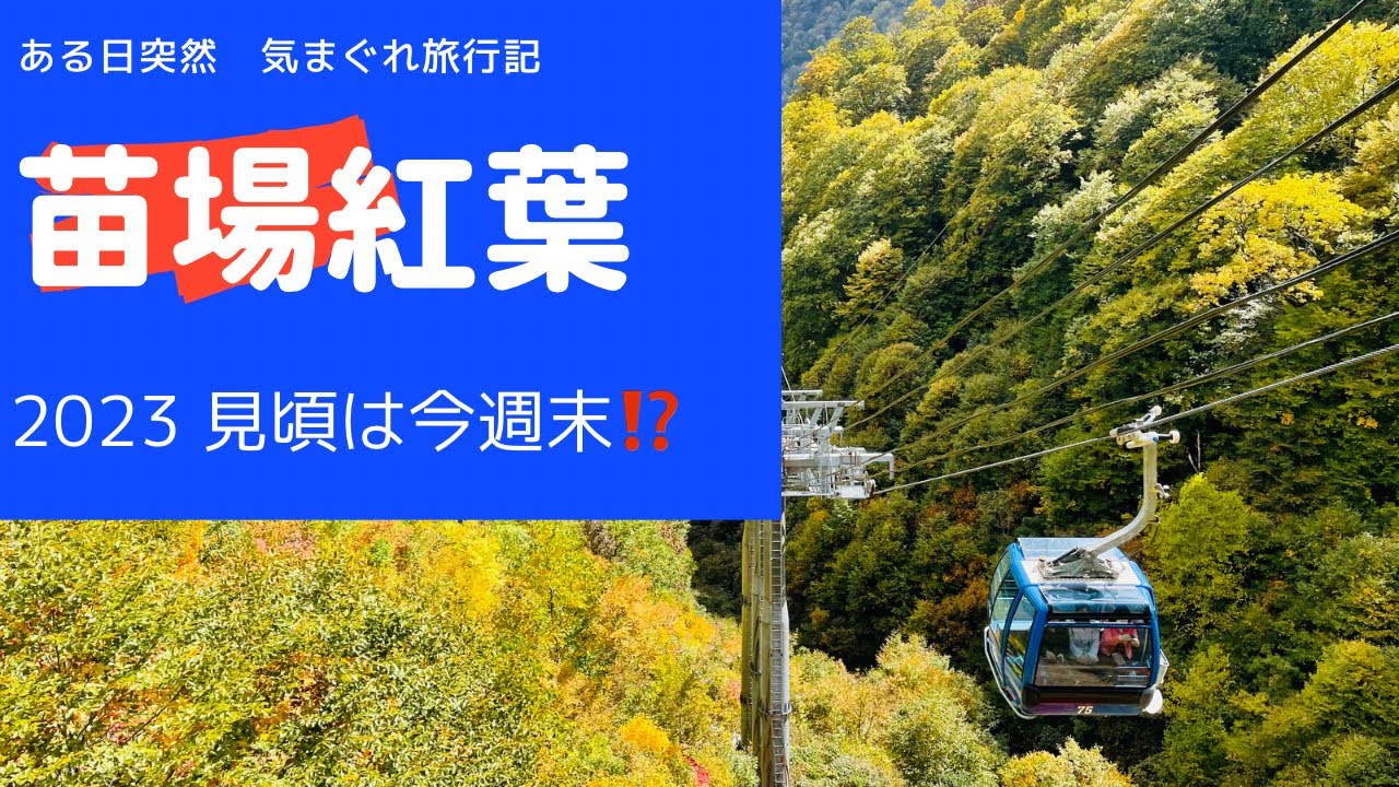 2023苗場紅葉は今週末が見頃⁉️ドラゴンドラと山頂駅付近　2023/10/16 の様子