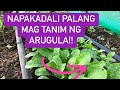 Arugula  new test crop madaling itanim madaling anihin