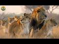 PREDATOR VS PREY (Full Episode) | Wild Animals Fighting for Survival in Nature