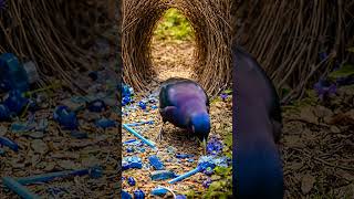 Passarinho apaixonado #Reflexão #CriaçãoDeDeus #Natureza