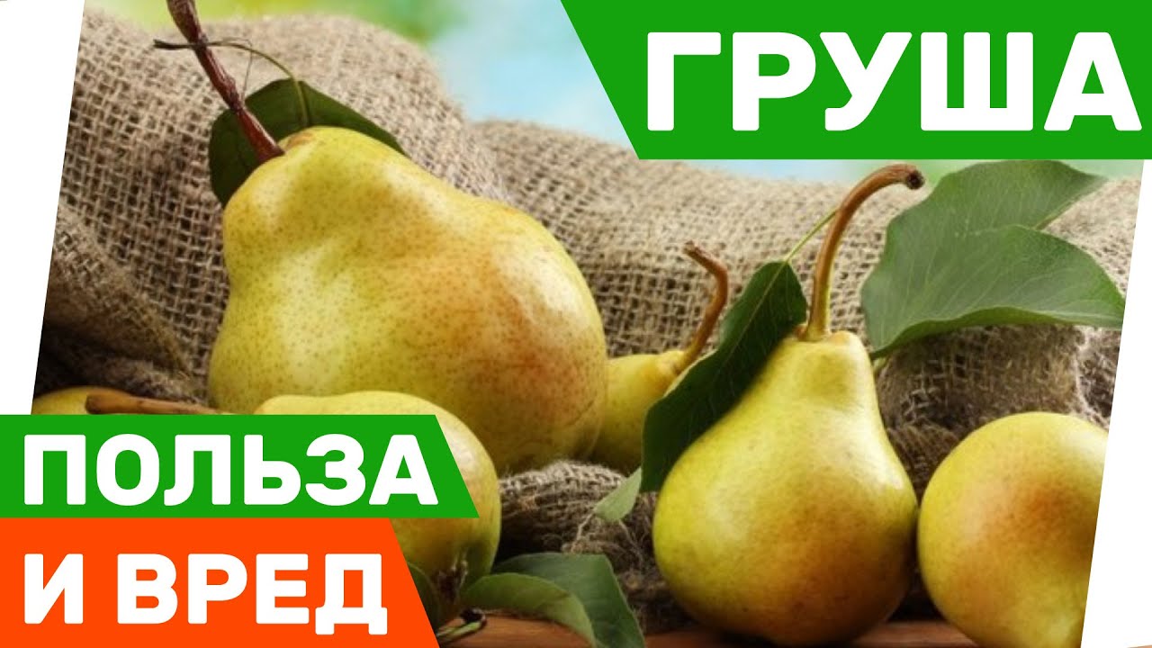 Груша - Польза и вред
