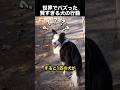飼い主も驚いた…賢すぎる犬の行動にほっこり！