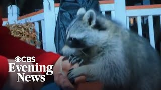 Kansas man caring for dozens of raccoons fights to legalize them as pets screenshot 5