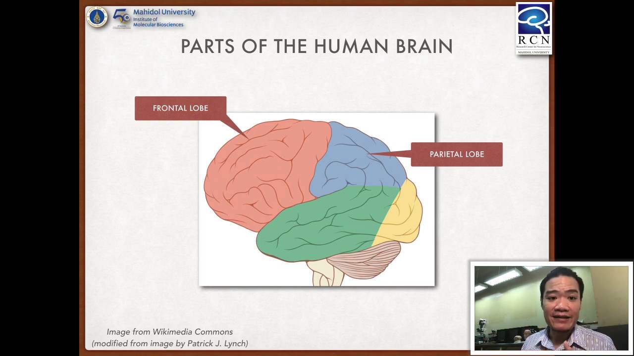 Foundation of Neuroscience | 1.3 Intro to Central Nervous System - YouTube