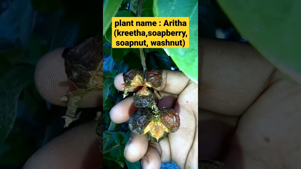 Aritha (अरीठा) plant in my garden  