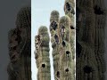 Watching a bird in a cactus somewhere in the desert, as one does during an afternoon stroll in AZ