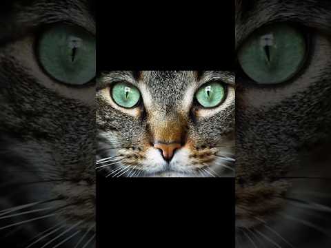 FASCINATING CAT FACTS ( PART 1)