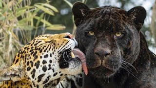 The Jaguar Love Story That Surprised Everyone
