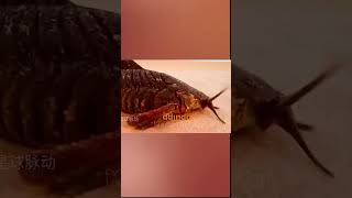 Bismillah Deyip Çöllere Düşen Popat Balık Full Versiyon