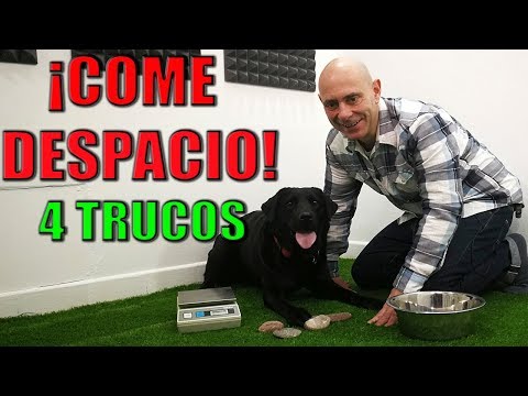 Video: Qué hacer y qué no hacer para masticar cachorros