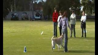 Ruby - Novice Rally Obedience #3