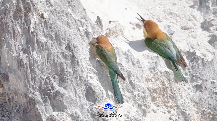 Chestnut-headed bee-eater One of the three species that have come to nest in the nesting in Thailand - DayDayNews