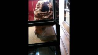 Update on new green iguana and leo cage