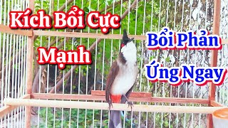 Chào mào hót sáng - luyện giọng chào mào hót sáng kích bổi ra âm hót đấu căng lửa