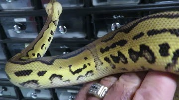 Brian Gundy Shares Latest Aquisition (Pastel Leopard Clown)