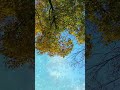 Beautiful autumn leaves #music #nature#garden
