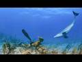 Pierce Brosnan Narrates a Journey Through the Kingdom of DOLPHINS