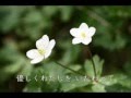 二輪草 MRB﻿