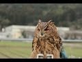 ワシミミズクのトレーニング