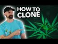 Watch Me Cut Cannabis Clones! | Step-by-Step Demo