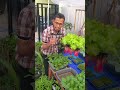 panen sayuran hidroponik pemula #janurinurhidayat #berkebun