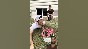 Moves you can use with your siblings to make your life at home more efficient.#funny #youtubeshorts