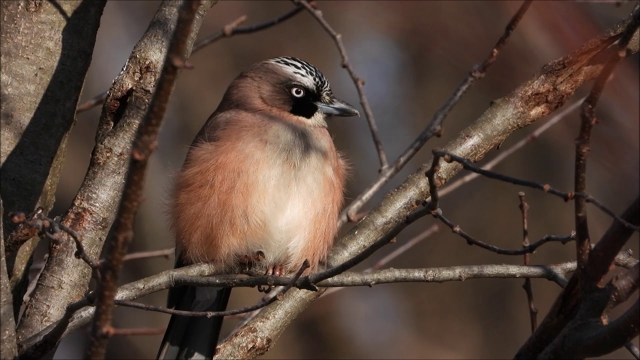 赤城自然園の野鳥動画 20200117 - YouTube