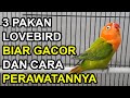 Inilah 3 PAKAN Lovebird Biar GACOR dan Cara PERAWATANNYA