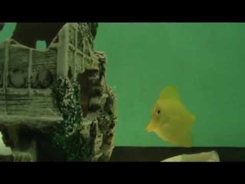 Beautiful Yellow Tang