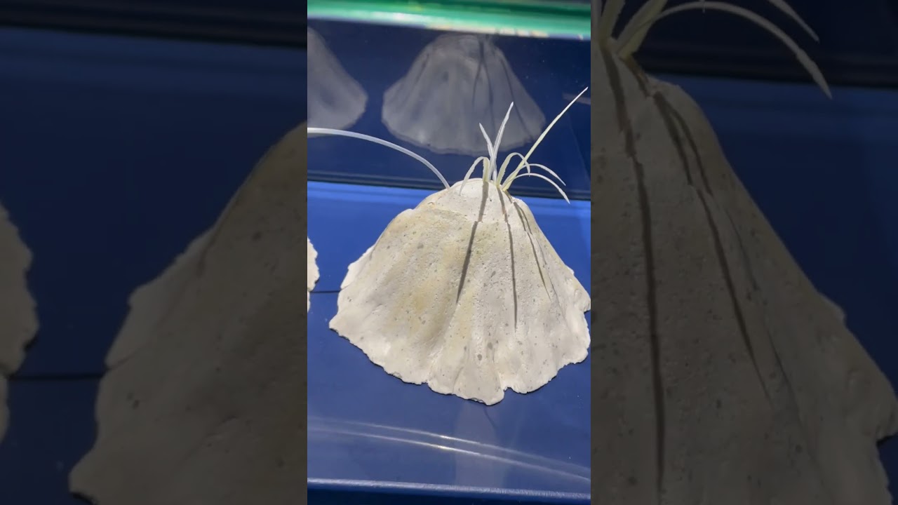 Havstulpan. Modell. Naturhistoriska riksmuseet