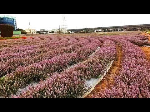 19桃園楊梅仙草花節 浪漫紫色花海花況 Fairy Grass Flower Youtube