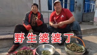 娘三忙了一上午，野生婆婆丁配上凉水饼，一顿简单的农家饭嘎嘎香