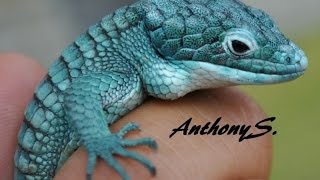 Blue Mexican Alligator Lizard