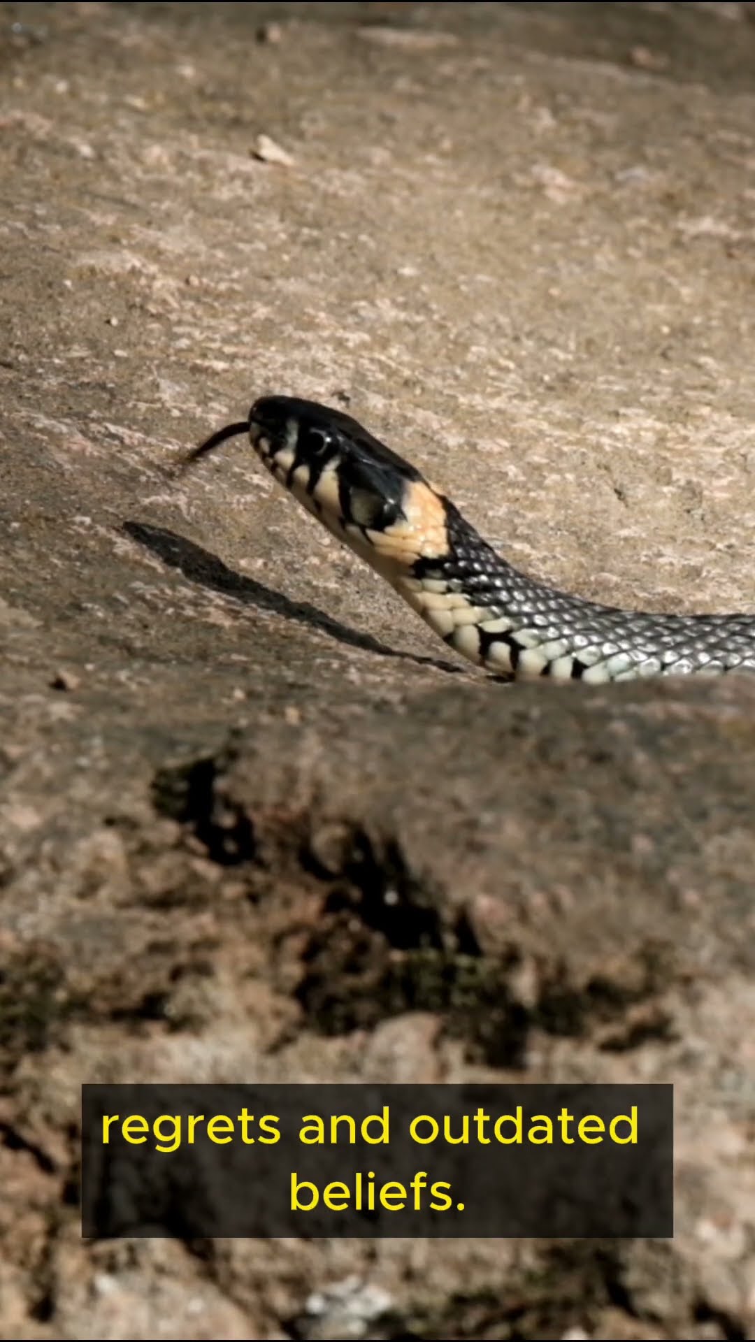 Life Lessons from Snakes   Part 3 #shorts  #lifelessons #mindfulness #inspiration #patience  #wisdom