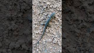 #lizard прикольная ящерица😏?