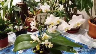 Орхидея Фаленопсис Jungle orchid с цветоносом из точки роста. screenshot 2