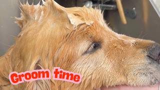 Colin The Golden Causes Chaos At The Groomers 