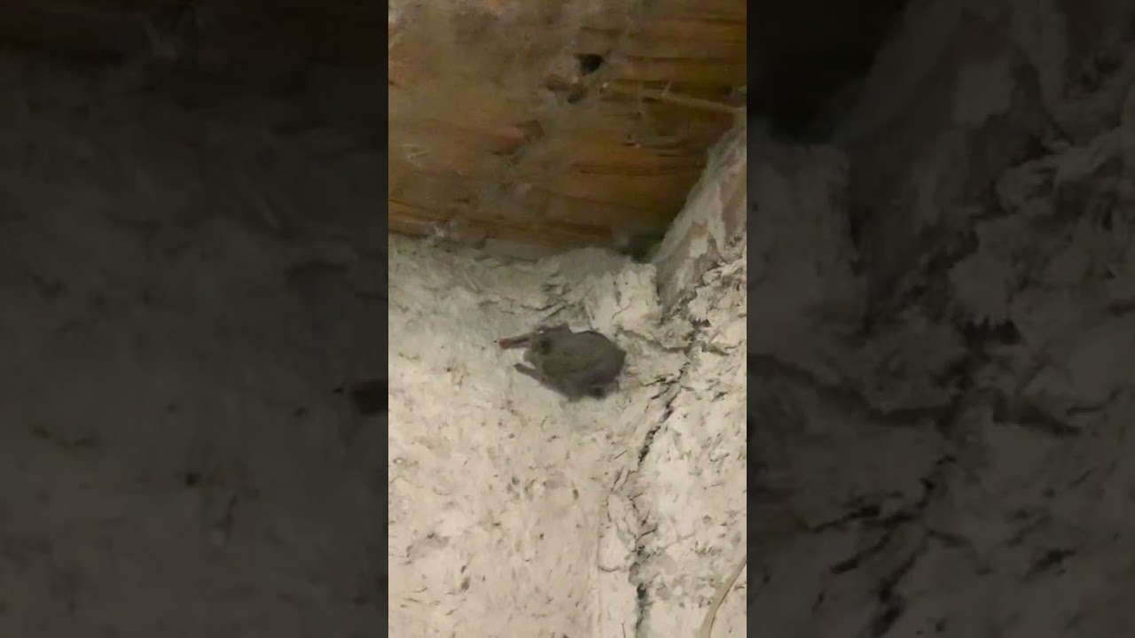 Amazing Bat entered my house 