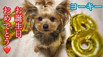 Nan Nan Back Skip Navigation Search Search Sign In Home Home Explore Explore Subscriptions Subscriptions Library Library History History Play All かわいいヨーキー ちょんまげ犬コレクション 79 Videos 480 Views Last Updated On Dec 24 21