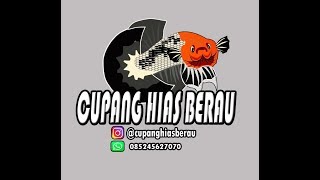 Koleksi pribadi dari farm CUPANG HIAS BERAU